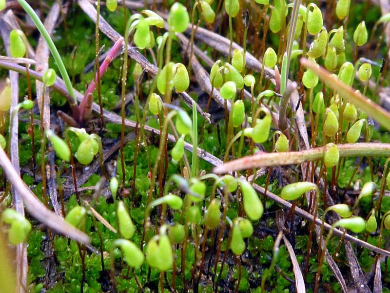 Bryum calophyllum